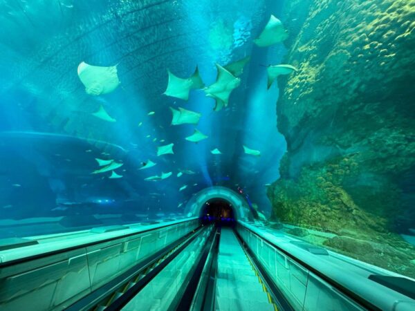 1 Dive Into a World of Wonder at SeaWorld Abu Dhabi-godubaideals
